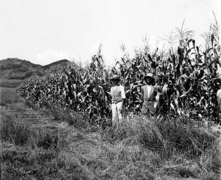 Iconographie - Champ de maïs