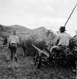 Iconographie - Moisson