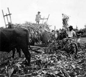 Iconographie - Moisson