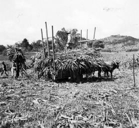 Iconographie - Moisson