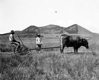 Iconographie - Attelage de boeufs