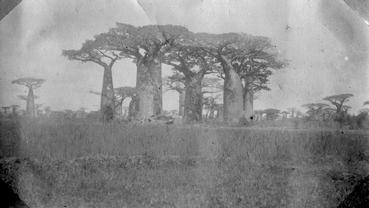 Iconographie - Baobabs