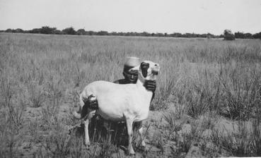 Iconographie - Chèvre angora