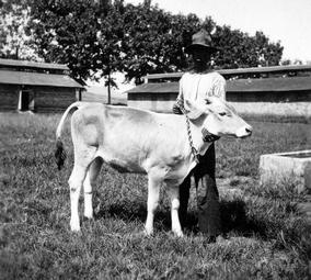 Iconographie - Zébus