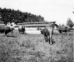 Iconographie - Zébus