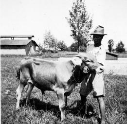 Iconographie - Zébus