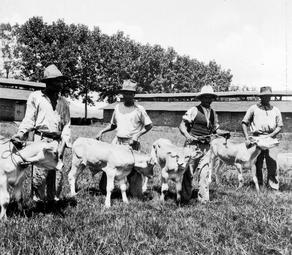 Iconographie - Zébus