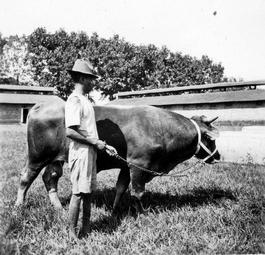 Iconographie - Zébus