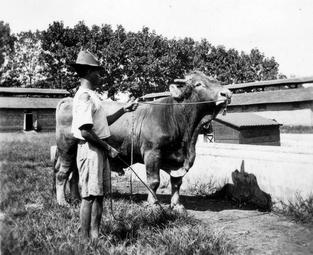 Iconographie - Zébus