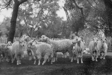 Iconographie - Chèvre angora