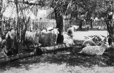 Iconographie - Chèvre angora