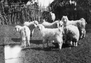 Iconographie - Chèvre angora