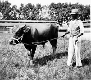 Iconographie - Zébus