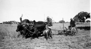 Iconographie - Moisson