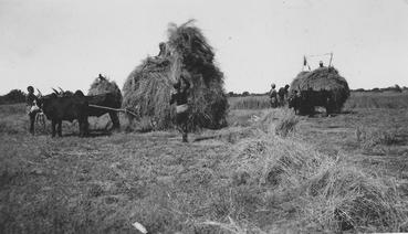 Iconographie - Moisson