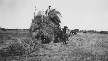 Iconographie - Moisson