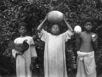 Iconographie - Oeufs d'Aepyomis, d'Autruche et de poule