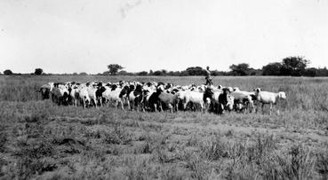 Iconographie - Troupeau de chèvres angora