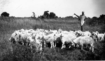 Iconographie - Troupeau de chèvres angora