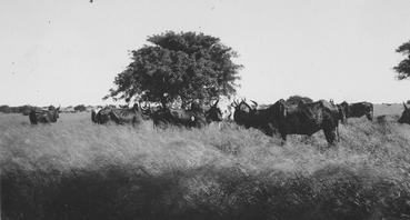 Iconographie - Troupeau de zébus