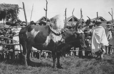 Iconographie - Boeuf à bosse