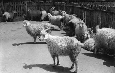 Iconographie - Chèvres mohair