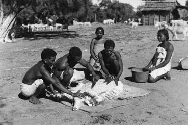 Iconographie - Tonte de chèvre