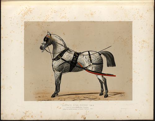 Iconographie - Harnais de sang, à 1, de présentation