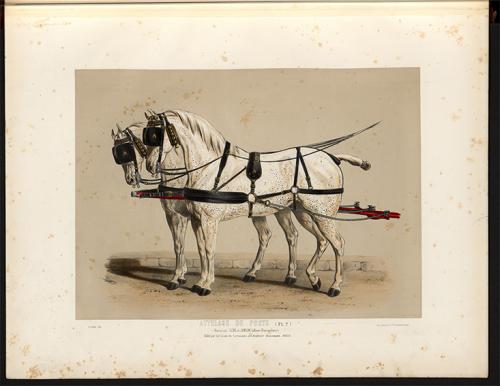 Iconographie - Harnais de poste, en paire, de trait