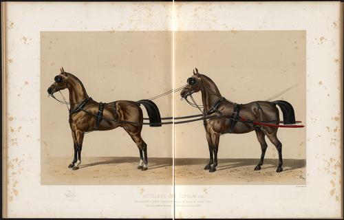 Iconographie - Harnais de sang en tandem, de présentation