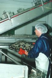 Iconographie - Conserverie Gendreau