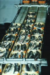 Iconographie - Conserverie Gendreau