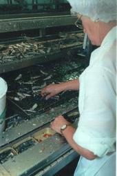 Iconographie - Conserverie Gendreau