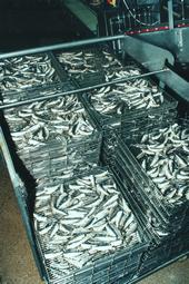 Iconographie - Conserverie Gendreau