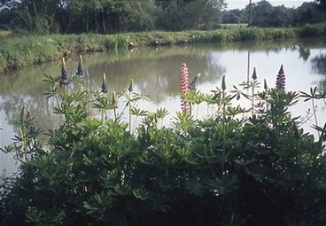 Iconographie - Etang