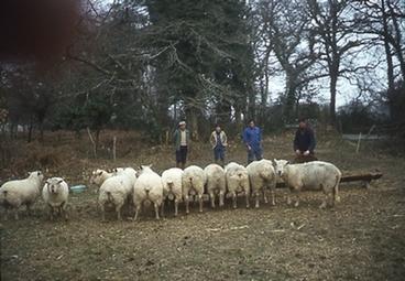 Iconographie - Troupeau de moutons