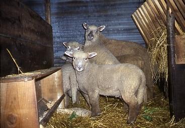 Iconographie - Moutons