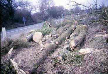 Iconographie - Arbres abattus