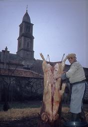 Iconographie - Carcasse de porc