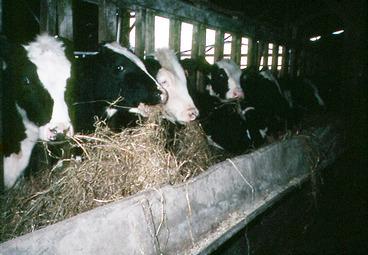 Iconographie - vaches à l'étable