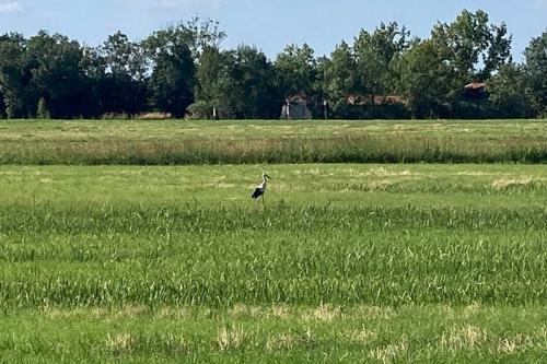 Iconographie - Oiseaux du marais