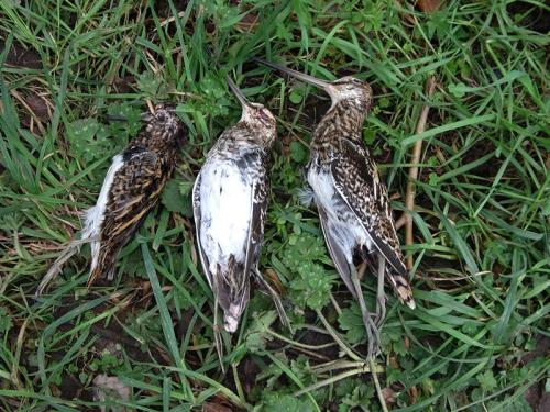Iconographie - Oiseaux du marais