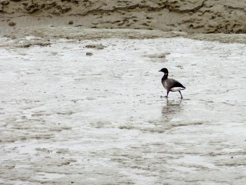Iconographie - Oiseaux du marais