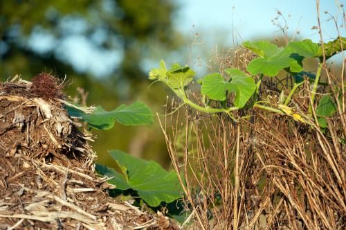 Iconographie - Les jardins de Corinne - Feuille de courge dans la paille