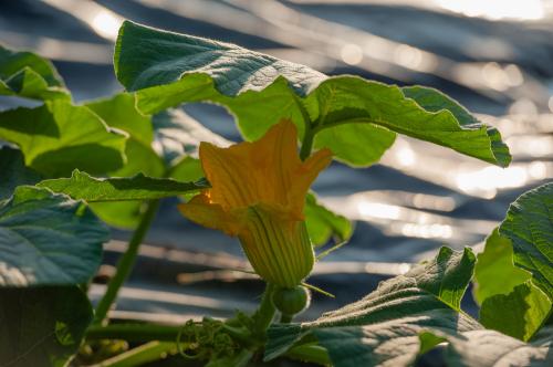 Iconographie - Les jardins de Corinne - Fleur de courge sur bâche avant paillage