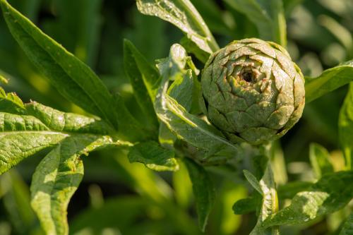 Iconographie - Les jardins de Corinne - Artichaud printanier