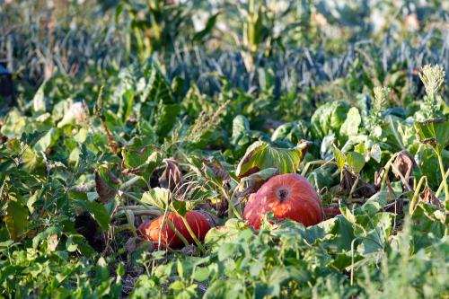 Iconographie - Les jardins de Corinne - Les citrouilles