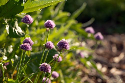 Iconographie - Les jardins de Corinne - Les fleurs de ciboulette