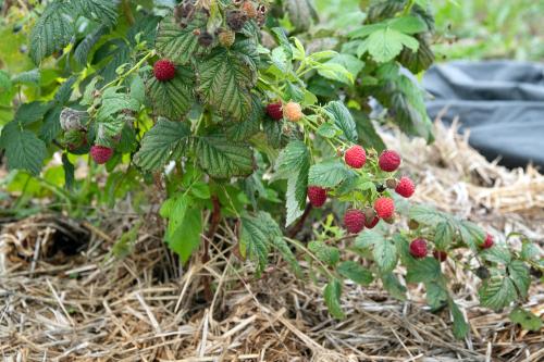 Iconographie - Les jardins de Corinne - Les framboises