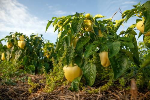 Iconographie - Les jardins de Corinne - Les poivrons du jardin